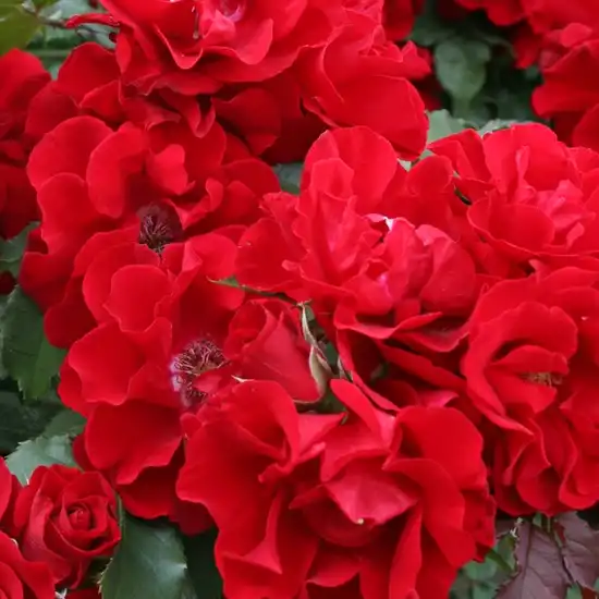 Trandafiri online - Roșu - trandafir de parc - fără parfum -  - W. Kordes & Sons - ,-